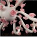 Eurofase 25571-011 - Martina Collections - 3-Light Chandelier - White with Pink Flower - B10 Bulbs - E12 Base